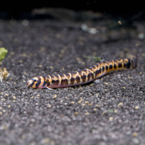 Pangio shelfordii - Shelfords Dornauge