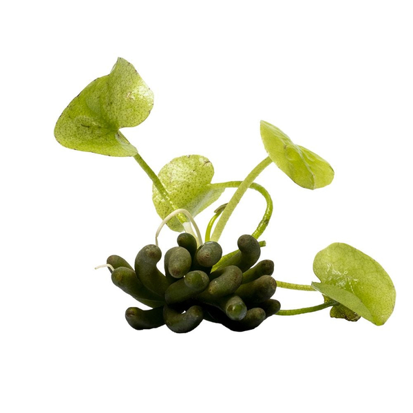 Nymphoides aquatica - Wasserbanane
