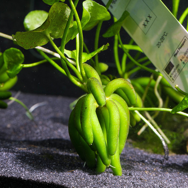Nymphoides aquatica - Wasserbanane