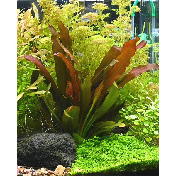 Echinodorus sp Red Chameleon