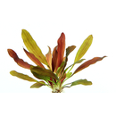 Echinodorus sp Red Chameleon im Topf von Dennerle