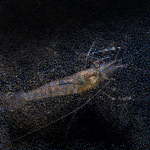 Blaue Langarmgarnele - Macrobrachium dayanum var. blau