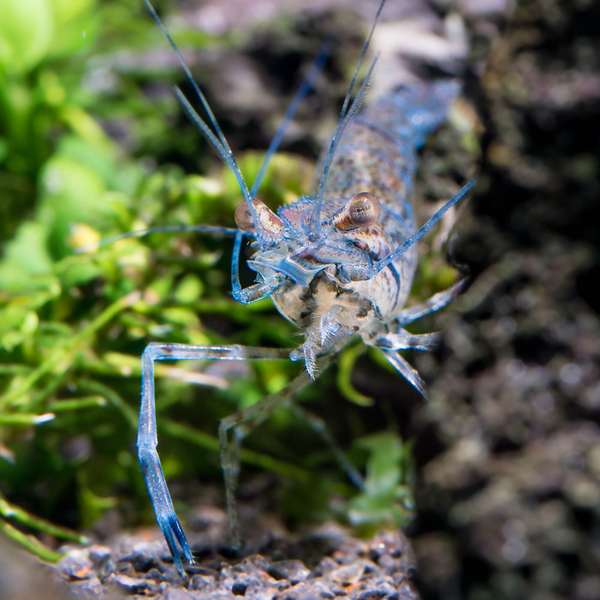Blaue Langarmgarnele - Macrobrachium dayanum var. blau