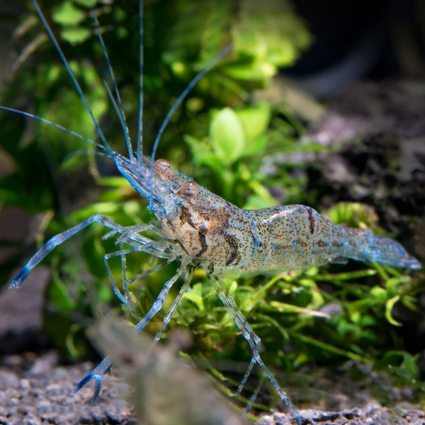 Blaue Langarmgarnele - Macrobrachium dayanum var. blau