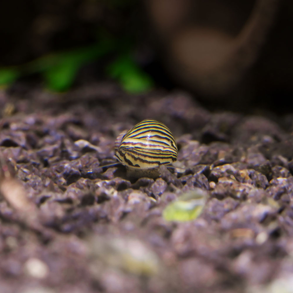 Balkan Napfschnecke - Theodoxus dalmaticus (ca. 5mm)