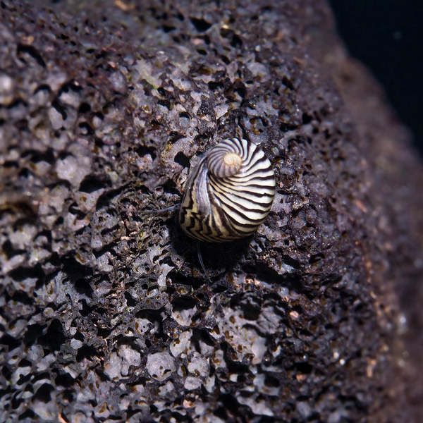 Balkan Napfschnecke - Theodoxus dalmaticus (ca. 5mm)