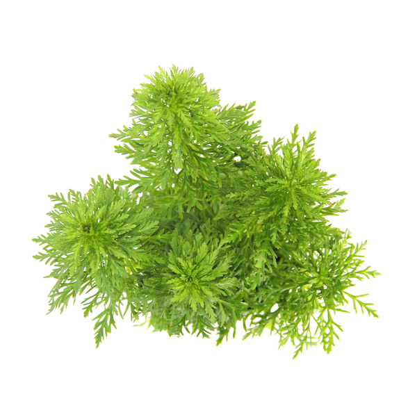 Limnophila sessiliflora - Bl�tenstielloser Sumpffreund im Bund von Dennerle
