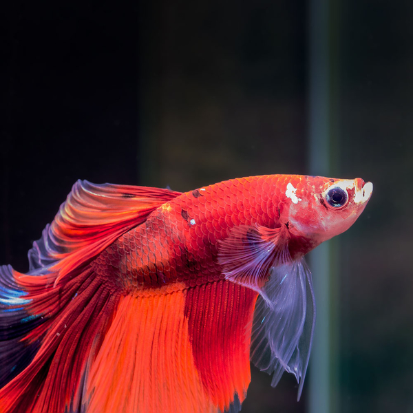 Betta splendens - Halfmoon Koi Nemo