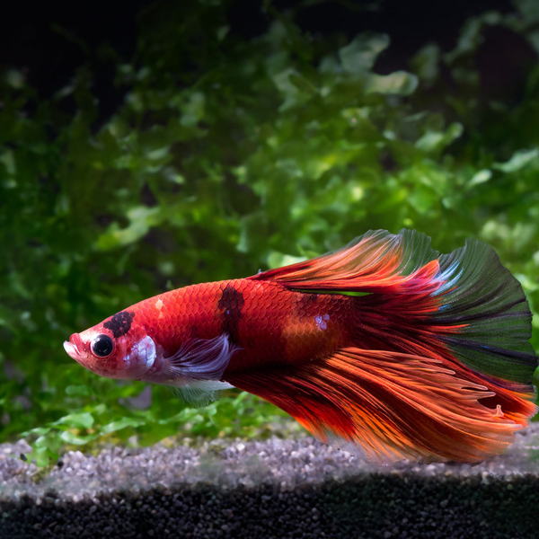 Betta splendens - Halfmoon Koi Nemo