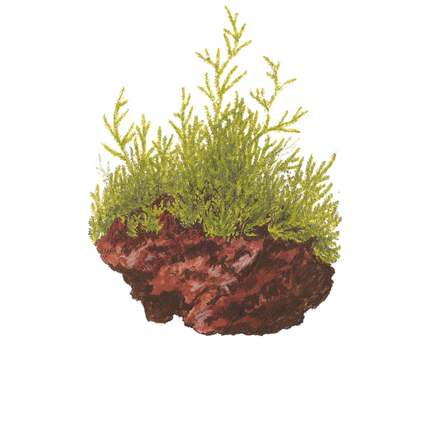 Taxiphyllum barbieri Krabi Moss