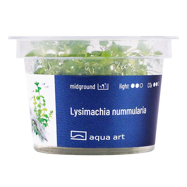 Lysimachia nummularia In-Vitro | Aqua Art
