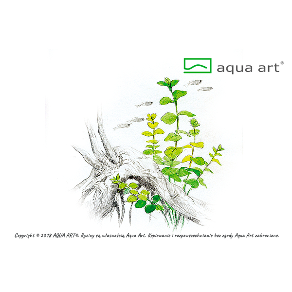 Lysimachia nummularia In-Vitro | Aqua Art
