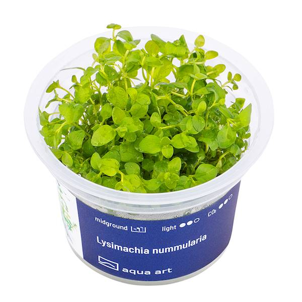 Lysimachia nummularia In-Vitro | Aqua Art