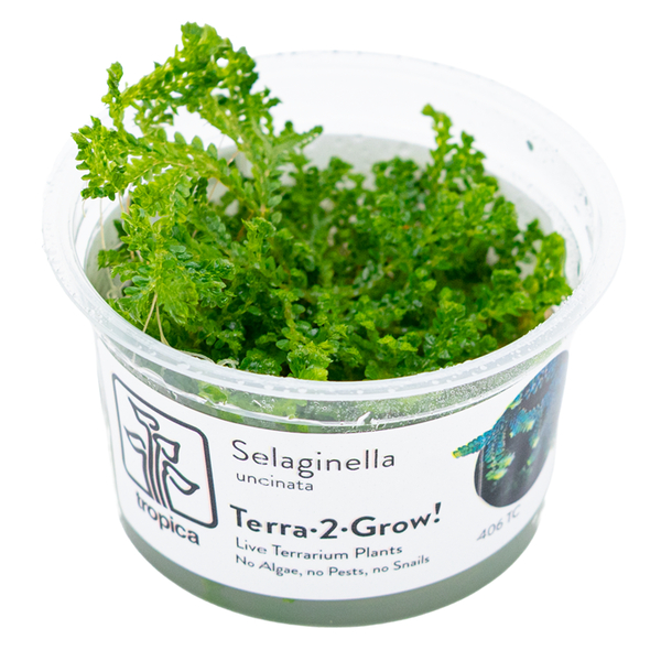 Selaginella uncinata