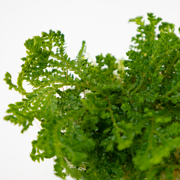 Selaginella uncinata