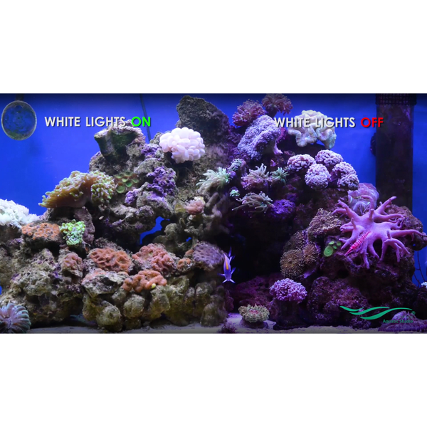 Chihiros A-Serie Marine Aquarium LED Beleuchtung