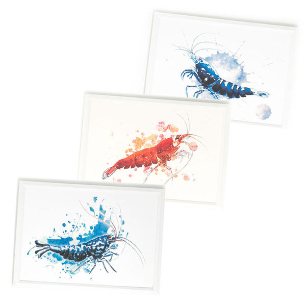 Garnelen Art-Card 3er Set 1 gerahmt 13x18cm