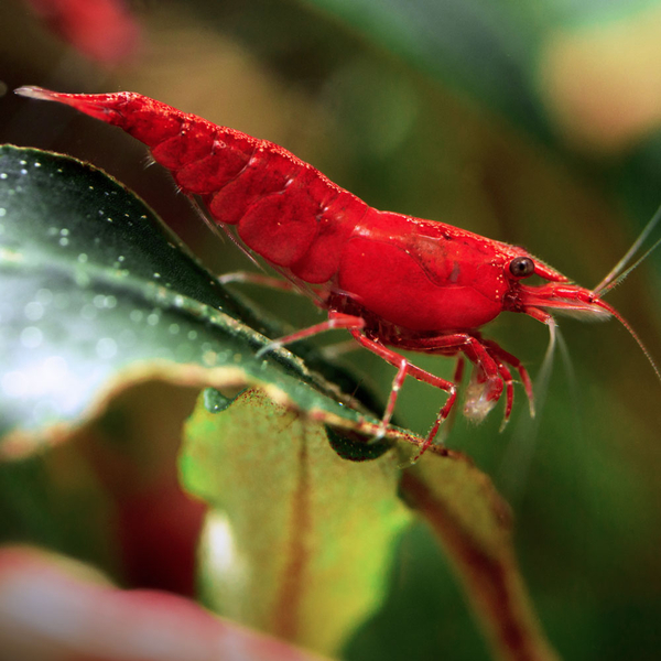 Neocaridina davidi var. Red Sakura