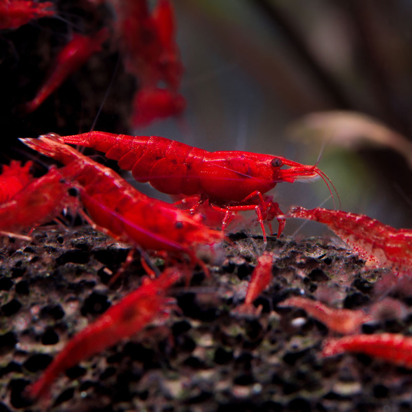 Neocaridina davidi var. Red Sakura