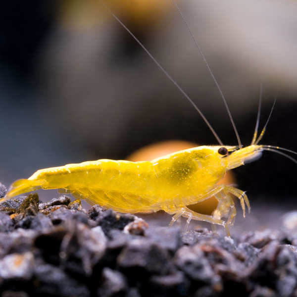 Neocaridina davidi var. Yellow Fire Neon