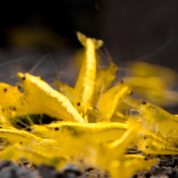 Neocaridina davidi var. Yellow Fire Neon - Zwerggarnele