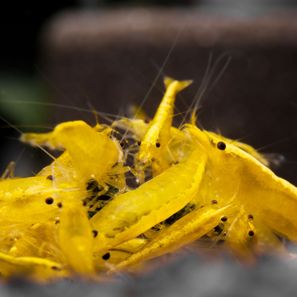 Neocaridina davidi var. Yellow Fire Neon - Zwerggarnele