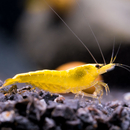 Neocaridina davidi var. Yellow Fire Neon - Zwerggarnele