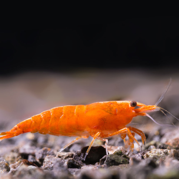 Neocaridina davidi var. Orange