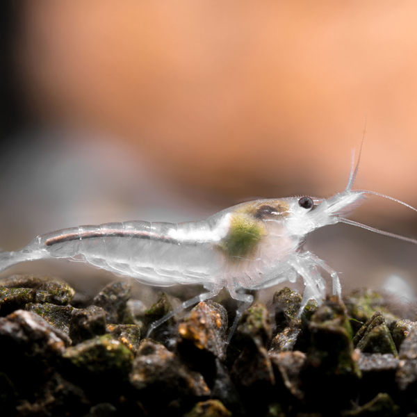 Neocaridina palmata var. White Pearl - Zwerggarnele