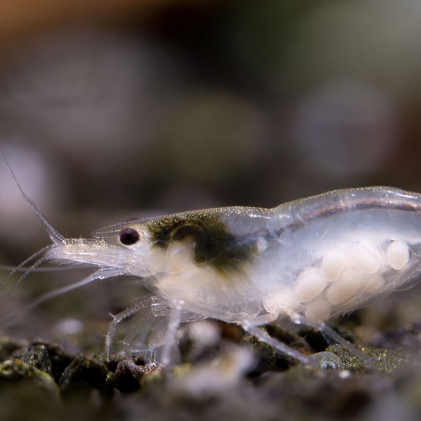 Neocaridina palmata var. White Pearl - Zwerggarnele