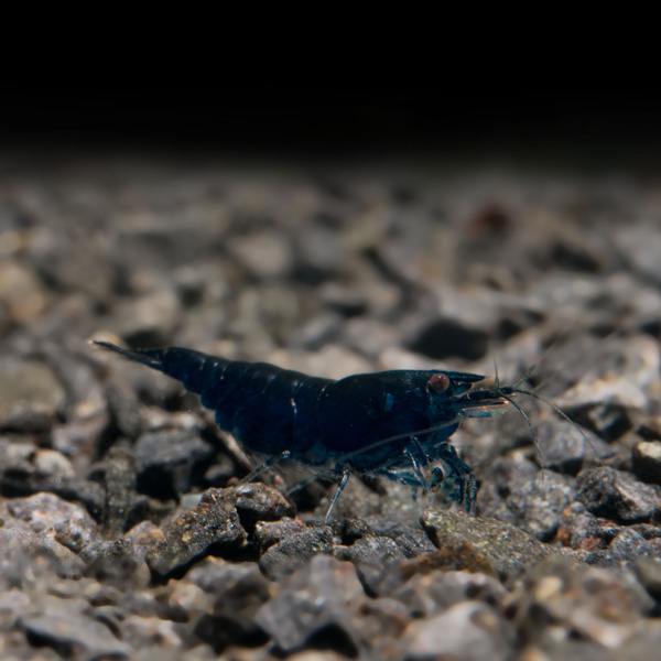 Neocaridina davidi var. Blue Sapphire - Zwerggarnele