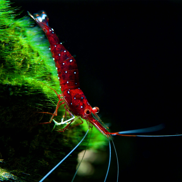 Caridina dennerli - Sulawesi Kardinalsgarnele