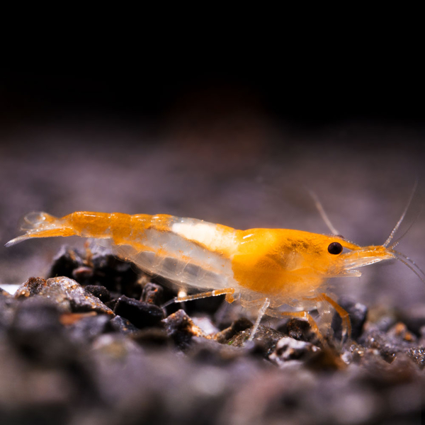 Neocaridina davidi var. Orange Rili - Zwerggarnele