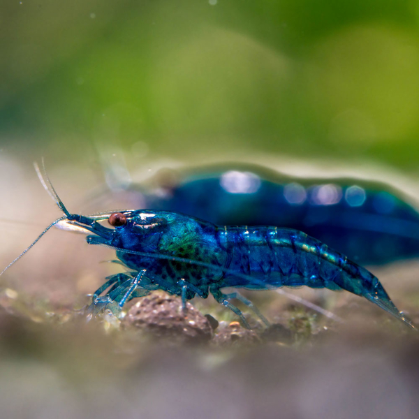 Neocaridina davidi var. Blue Dream / Blue Velvet - Zwerggarnele