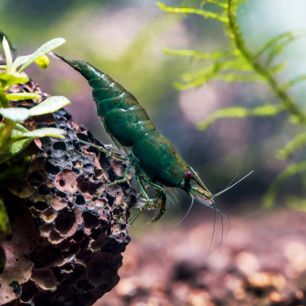 Neocaridina davidi var. Green Jade