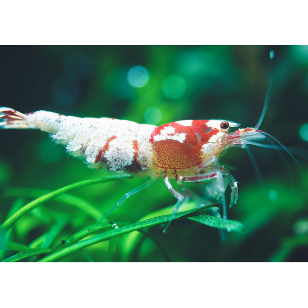 Caridina logemanni Spotted Head Bee - Zwerggarnele