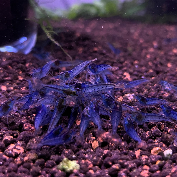 Caridina cantonensis Aura Blue - Zwerggarnele