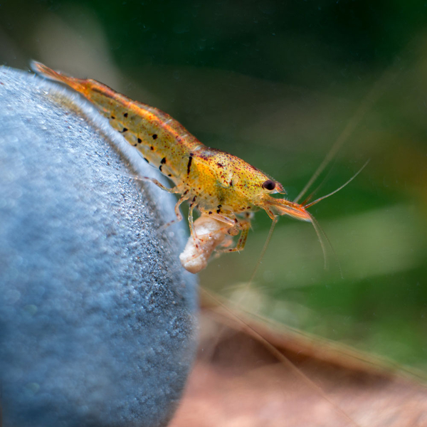 Caridina cantonensis Tangerine / Golden Tiger - Zwerggarnele