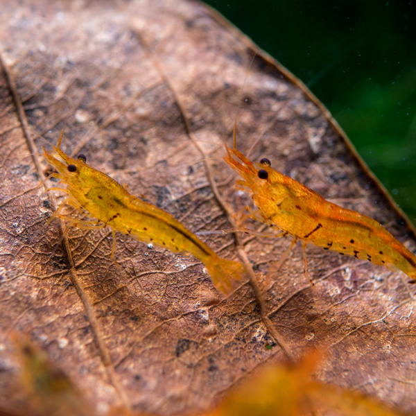 Caridina cantonensis Tangerine / Golden Tiger - Zwerggarnele