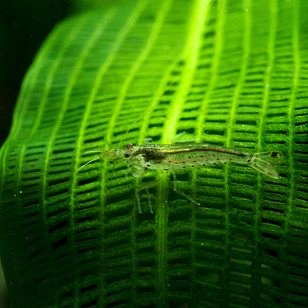 Caridina multidentata (DNZ) - Amanogarnele