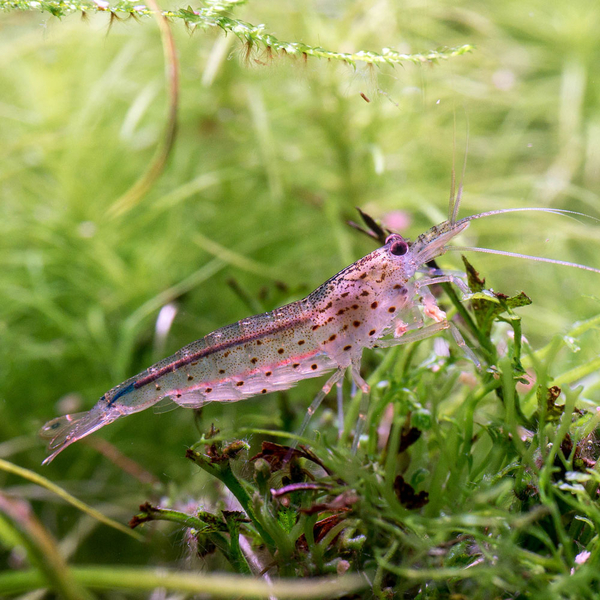 Caridina multidentata (DNZ) - Amanogarnele