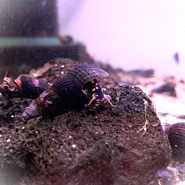 Tylomelania sp. Yellow Spot