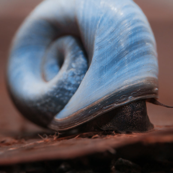 Helisoma cf. Anceps (Planorbella Duryi) Blau - Posthornschnecke
