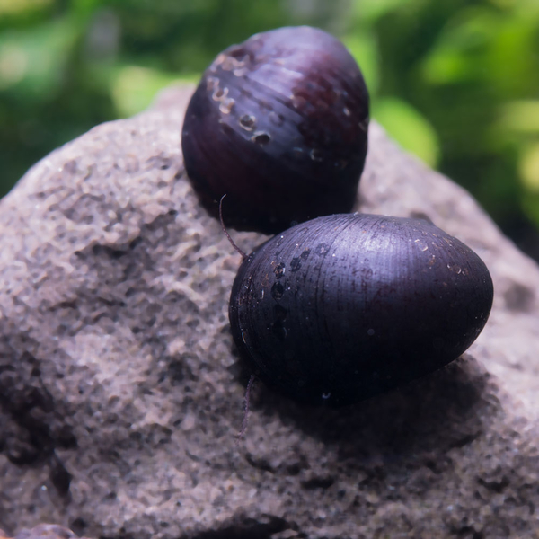 Neritina Pulligera - Anthrazit- Napf- Helmschnecke