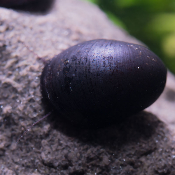Neritina Pulligera - Anthrazit- Napf- Helmschnecke