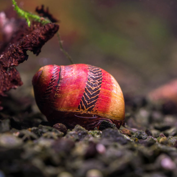 Vittina waigiensis Rot - Rote Rennschnecke