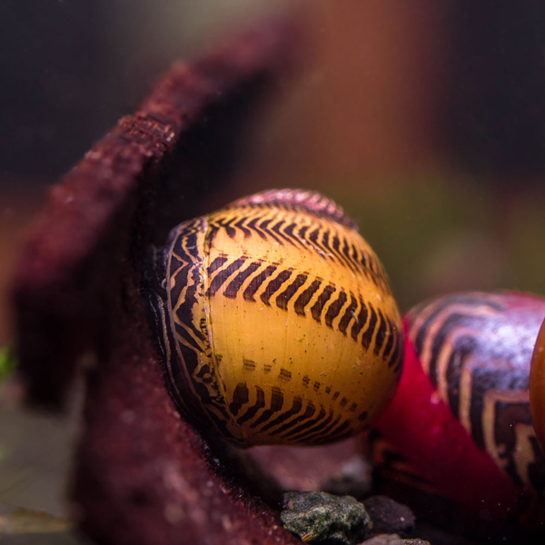 Vittina waigiensis Rot - Rote Rennschnecke