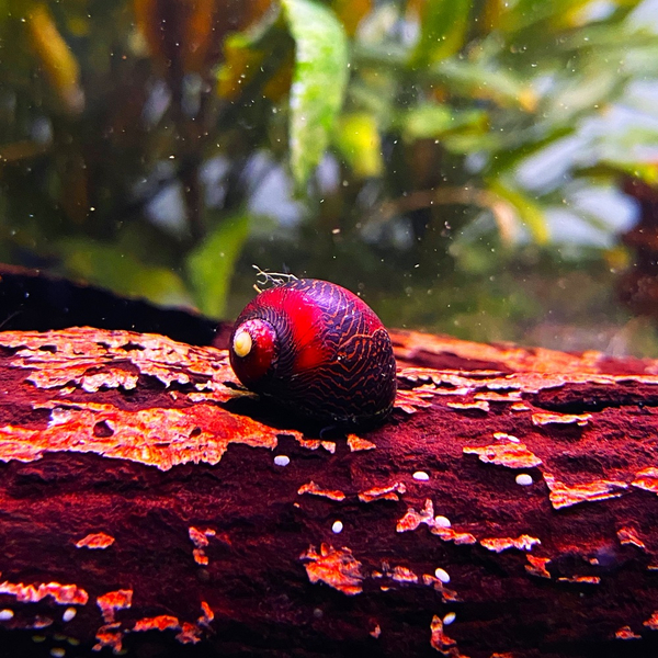 Vittina waigiensis Rot - Rote Rennschnecke