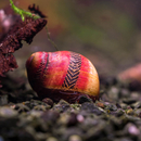 Vittina waigiensis Rot - Rote Rennschnecke