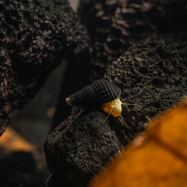 Tylomelania sp. Mini Yellow
